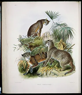 Elliot Prints: African Golden Cat (Felis Chrysothrix) 1883 Daniel Giraud Elliot (1835-1915 American)