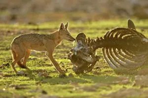 East Africa Prints: African Golden Wolf (Canis anthus bea) adult