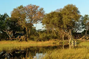 Wildanimal Prints: African Horseback Safaris camp and African Bush Elephant (Loxodonta africana)