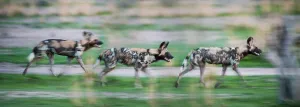 Canidae Prints: African Hunting Dogs or Painted Hunting Dogs (Lycaon pictus)