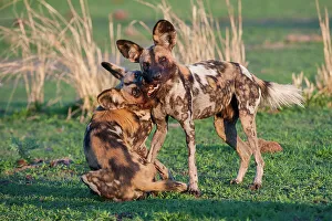 Canidae Prints: African Hunting Dogs or Painted Hunting Dogs (Lycaon pictus) playing / greeting
