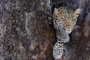 Ruaha Prints: African leopard (Panthera pardus pardus) female in a tree