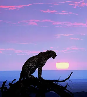 Cats Prints: African leopard at sunset, Masai Mara, Kenya