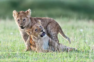 African lion cubs (Panthera leo) playing at Big Marsh