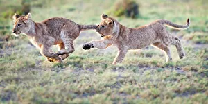 Wild Cat Prints: African lion cubs (Panthera leo) playing at Big Marsh