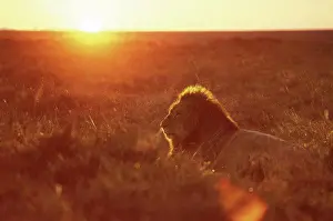 Cats Prints: African lion at dawn, Masai Mara, Kenya