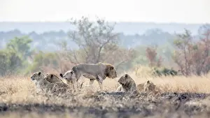 Conservation Prints: African lion in Kruger National park, South Africa