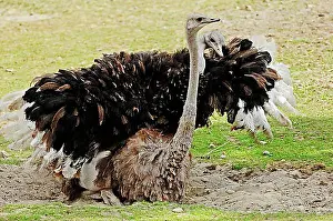 Worlds Prints: African Ostriches (Struthio camelus)