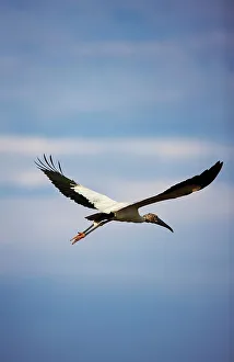 Spread Wings Prints: African Sacred ibis (Threskiornis aethiopicus) in flight