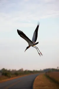 Spread Wings Prints: African Sacred ibis (Threskiornis aethiopicus) flying over main park road