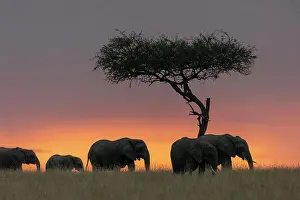 Woody Plant Prints: African Savannah Elephants or Savannah Elephants (Loxodonta africana)