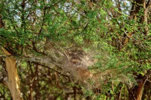 Invertibrate Prints: African Social Spider (Stegodyphus dumicola) communal web