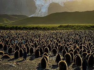 Flightless Prints: Afternoon Light Antarctica Aptenodytes Patagonicus