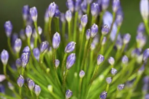 Buds Prints: Agapanthus, close-up of the flower buds