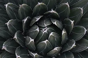 Colourful Prints: agave cactus, abstract natural pattern background, dark green color