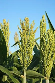 Maturity Prints: Agriculture - Closeup of grain sorghum (milo) plants with fully formed and maturing heads / Arkansas