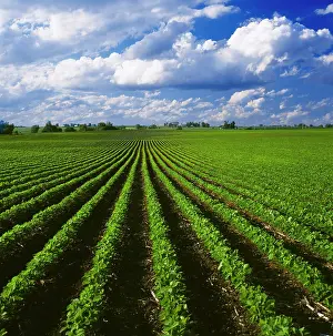 Crops Prints: Agriculture - Early growth minimum tillage soybean field showing corn stubble from the previous year