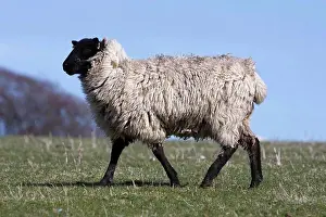 Pastureland Prints: Agriculture, Farming, Animals, Sheep Grazing On The South Downs Near Ditchling East Sussex England