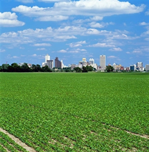 Crops Prints: Agriculture - A mid growth soybean field in Arkansas with the skyline of Memphis
