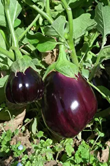 Vegetables Prints: Agriculture - Organic eggplants growing on the vine / Dixon, California, USA