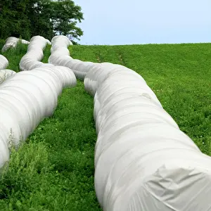 Crops Prints: Agriculture - Plastic wrapped round bales of alfalfa hay on the edge of an alfalfa field / Ontario