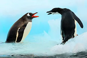 Ralphleehopkins Prints: Aitcho Island Aitcho Islands Antarctica Barrientos Island