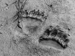 Alaska Peninsula Prints: Alaska Alaska Peninsula Bear Tracks Bear Tracks In Mud