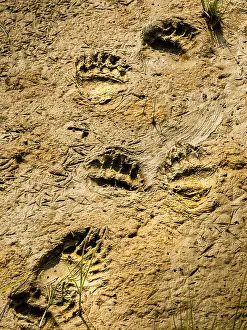Alaska Peninsula Prints: Alaska Alaska Peninsula Bear Tracks Bear Tracks In Mud