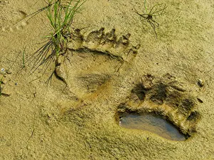 Alaska Peninsula Prints: Alaska Alaska Peninsula Bear Tracks Bear Tracks In Mud