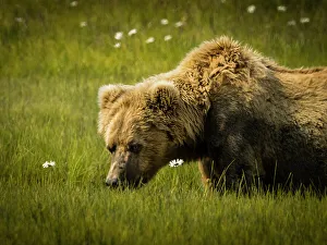 Alaska Peninsula Prints: Alaska Alaska Peninsula Blonde Mom Coastal Brown Bear