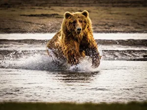 Alaska Peninsula Prints: Alaska Alaska Peninsula Chasing Salmon Coastal Brown Bears (Ursus Arctos Horribilis)