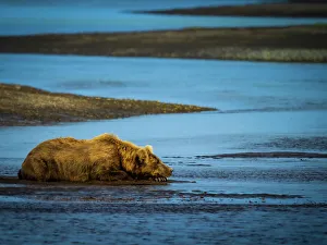 Alaska Peninsula Prints: Alaska Alaska Peninsula Coastal Brown Bear Coastal Brown Bears (Ursus Arctos Horribilis)