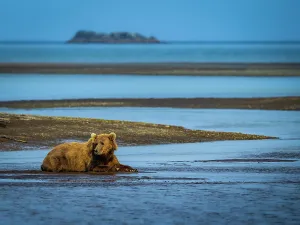 Brown Bear Prints: Alaska Alaska Peninsula Coastal Brown Bear Coastal Brown Bears (Ursus Arctos Horribilis)