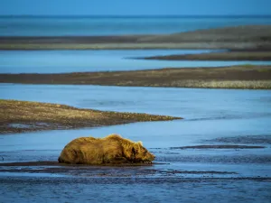 Alaska Peninsula Prints: Alaska Alaska Peninsula Coastal Brown Bear Coastal Brown Bears (Ursus Arctos Horribilis)