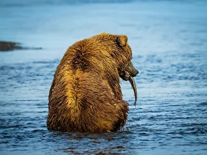 Alaska Peninsula Prints: Alaska Alaska Peninsula Coastal Brown Bear Coastal Brown Bears (Ursus Arctos Horribilis)