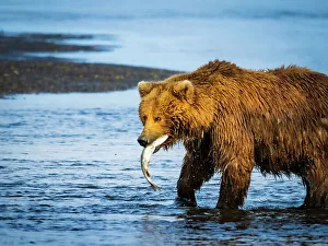 Alaska Peninsula Prints: Alaska Alaska Peninsula Coastal Brown Bear Coastal Brown Bears (Ursus Arctos Horribilis)