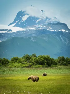Graze Prints: Alaska Alaska Peninsula Coastal Brown Bear Coastal Brown Bears (Ursus Arctos Horribilis)