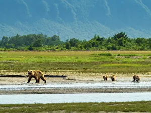 Alaska Peninsula Prints: Alaska Alaska Peninsula Coastal Brown Bears Coastal Brown Bears (Ursus Arctos Horribilis)
