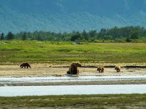Alaska Peninsula Prints: Alaska Alaska Peninsula Coastal Brown Bears Coastal Brown Bears (Ursus Arctos Horribilis)