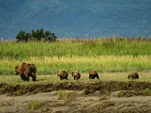 Alaska Peninsula Prints: Alaska Alaska Peninsula Coastal Brown Bears Coastal Brown Bears (Ursus Arctos Horribilis)