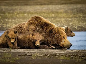 Alaska Peninsula Prints: Alaska Alaska Peninsula Coastal Brown Bears (Ursus Arctos Horribilis)