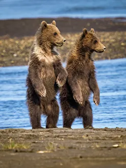 Alaska Peninsula Prints: Alaska Alaska Peninsula Coastal Brown Bears (Ursus Arctos Horribilis)