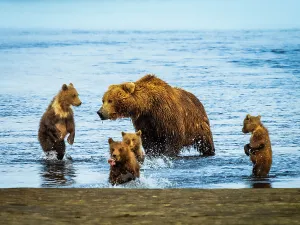 Alaska Peninsula Prints: Alaska Alaska Peninsula Coastal Brown Bears (Ursus Arctos Horribilis)