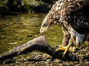 Animal Body Part Prints: Alaska Alaska'a Inside Passage Alaska'a Inside Passage Juneau