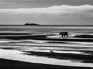 Alaska Black & White Chasing Salmon Coastal Brown Bears (Ursus Arctos Horribilis)