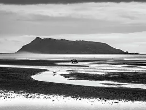 Mudflats Prints: Alaska Black & White Chasing Salmon Coastal Brown Bears (Ursus Arctos Horribilis)
