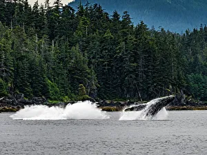 Juneau Prints: Alaska Breaching Fingers Humpback Whale (Megaptera Novaeangliae)