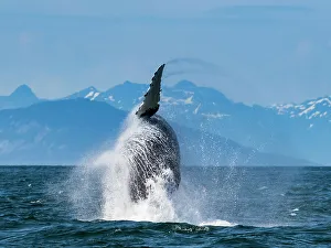 Juneau Prints: Alaska Breaching Whale Humpback Whale (Megaptera Novaeangliae)