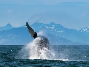 Juneau Prints: Alaska Breaching Whale Humpback Whale (Megaptera Novaeangliae)