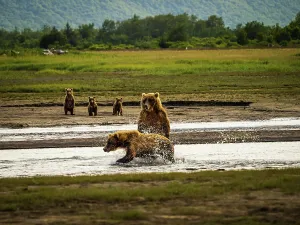 Alaska Peninsula Prints: Alaska Chasing Salmon Coastal Brown Bears Face Off! Mother Brown Bea